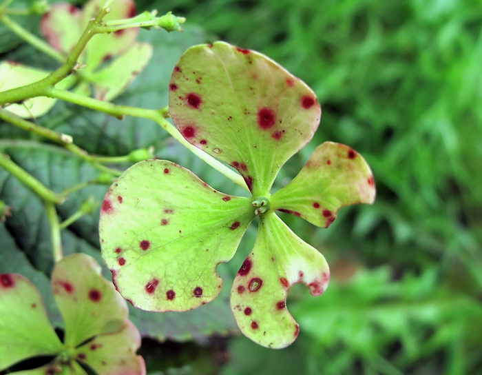 Image of Hydrangea macrophylla ssp. serrata specimen.