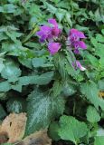 Lamium maculatum