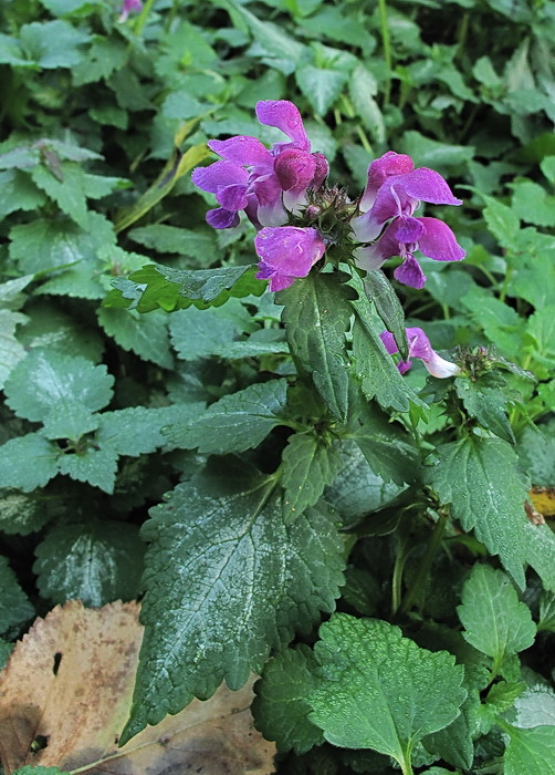 Image of Lamium maculatum specimen.