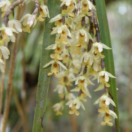 Изображение особи Earina mucronata.