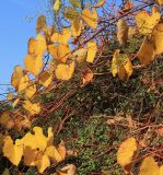genus Vitis. Часть растения с листьями в осенней окраске. Германия, г. Кемпен, верхняя часть шумозащитного вала. 19.10.2012.