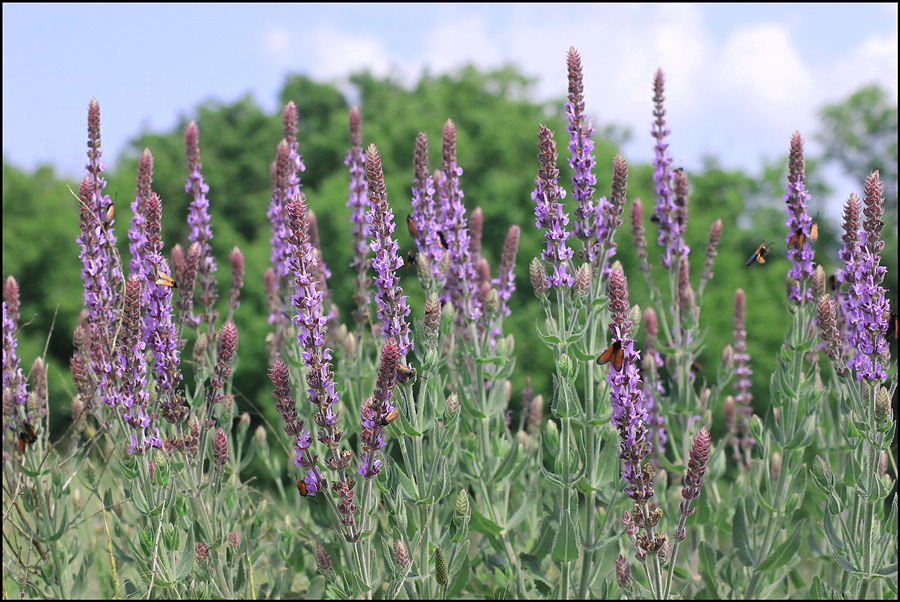 Изображение особи Salvia tesquicola.