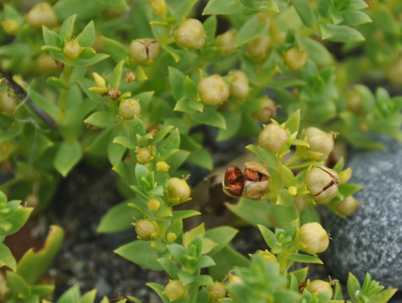 Image of Honckenya peploides ssp. major specimen.