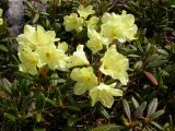 Rhododendron aureum