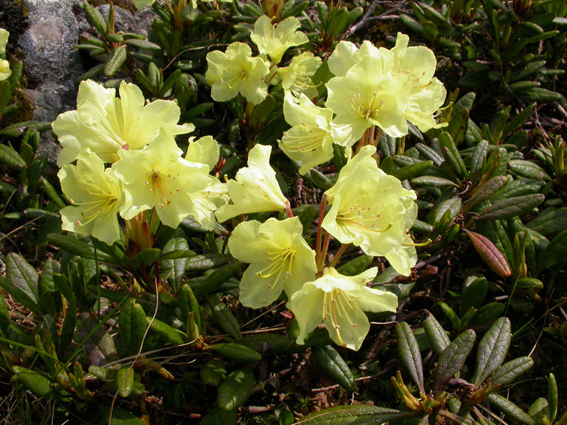 Image of Rhododendron aureum specimen.