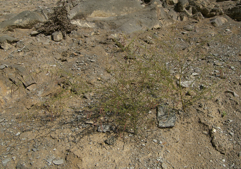 Image of Cleome ornithopodioides specimen.