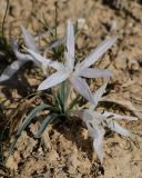 Colchicum tuviae. Цветущее растение. Israel, Beer Sheba. 16.12.2011.