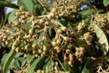 genus Cotoneaster