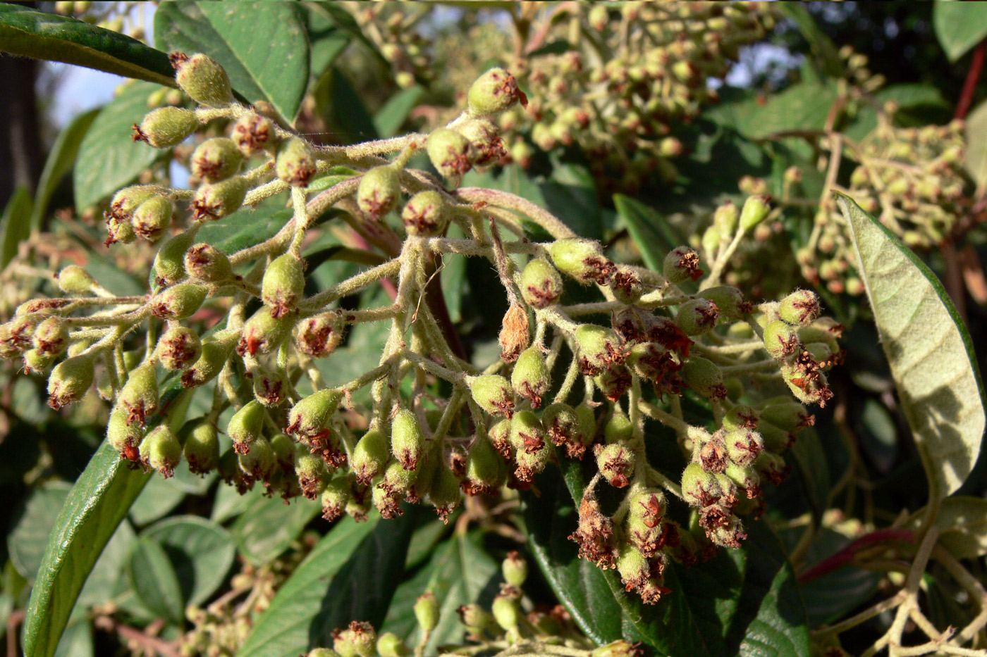 Image of genus Cotoneaster specimen.