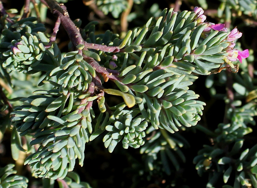 Image of Linaria alpina specimen.