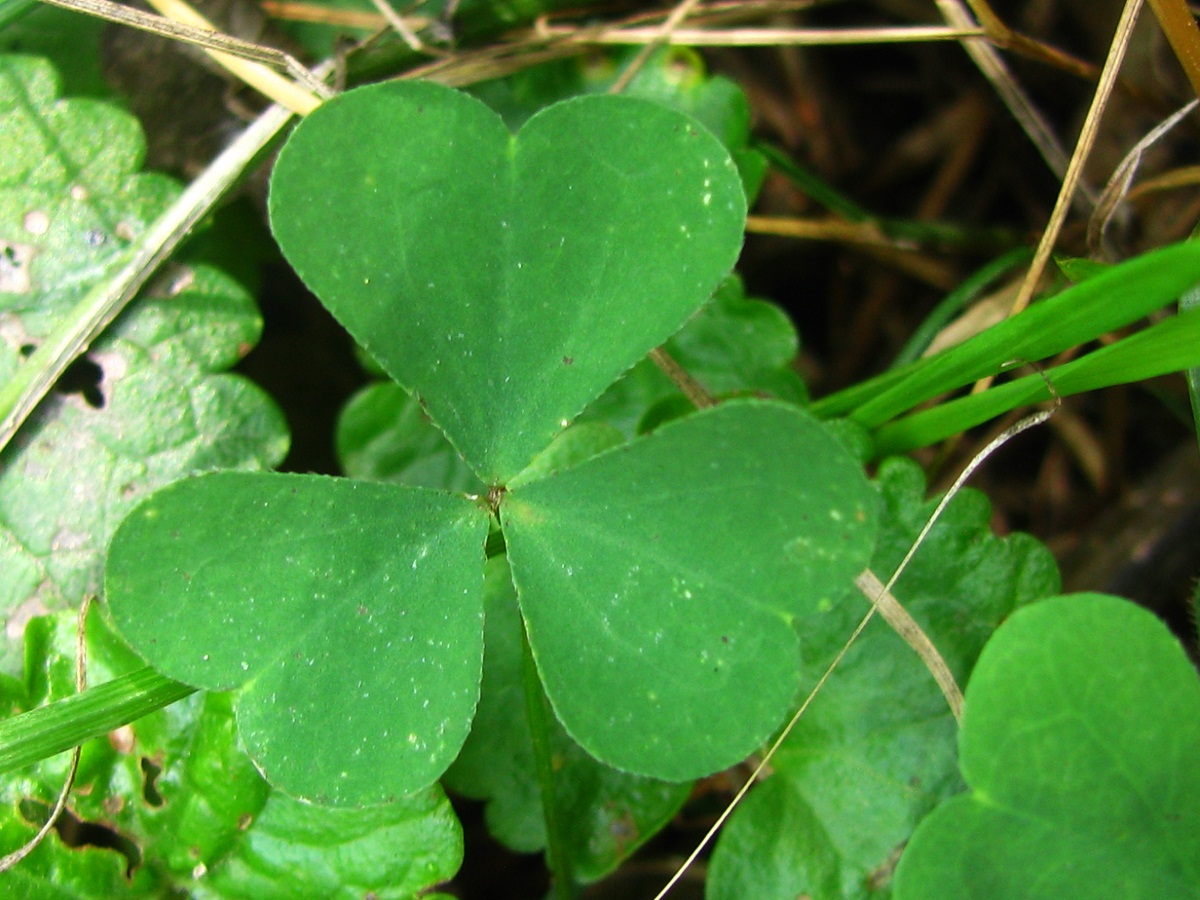 Image of Oxalis stricta specimen.