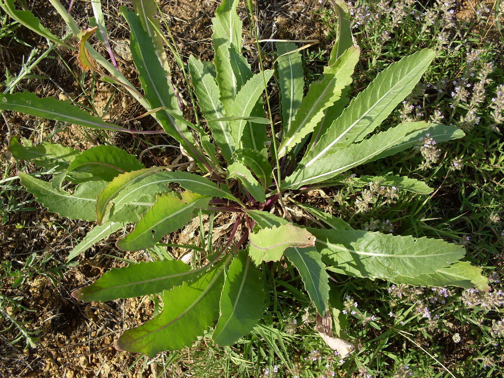 Изображение особи Erucastrum armoracioides.