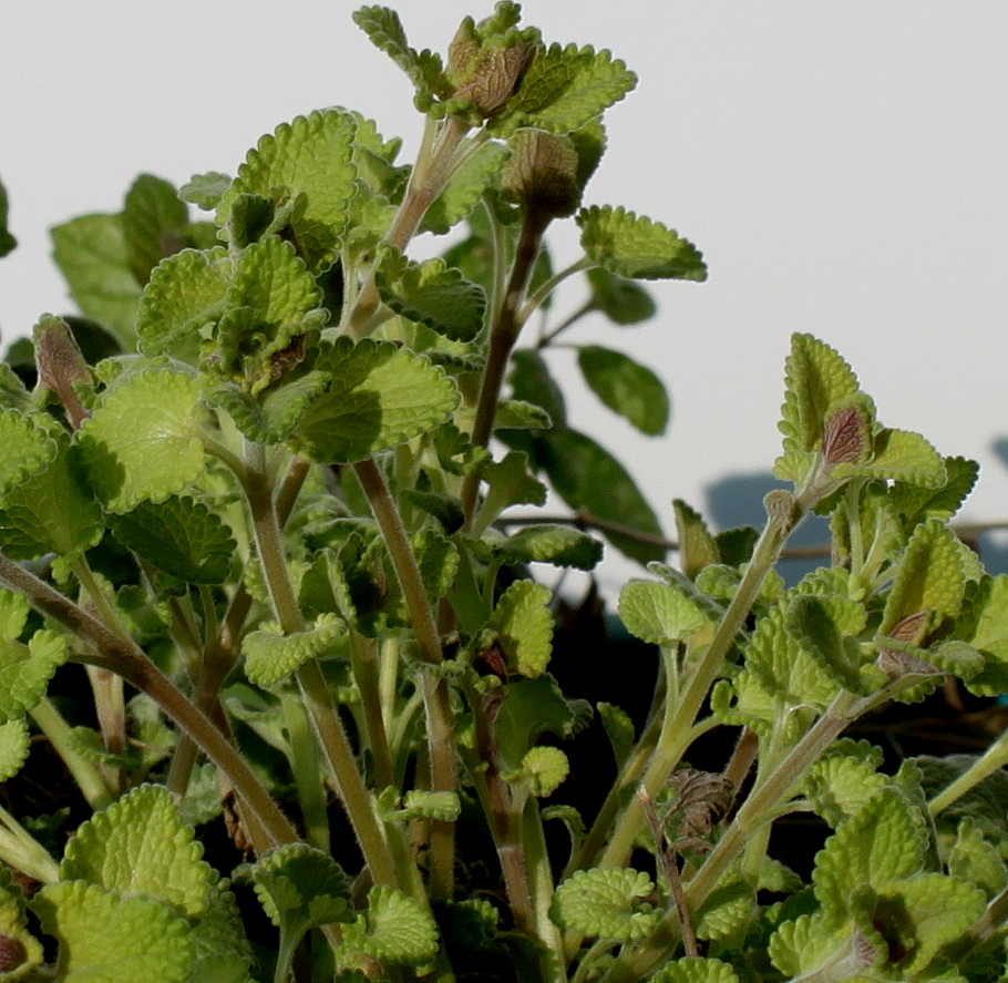 Изображение особи Nepeta × faassenii.