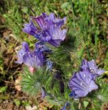 Echium judaeum