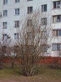 Salix latifolia. Зацветающее растение. Украина, г. Запорожье, в культуре. 03.03.2013.