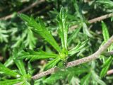 Potentilla argentea. Лист. Украина, Запорожье, рядом с Прибрежной магистралью. 22.05.2011.