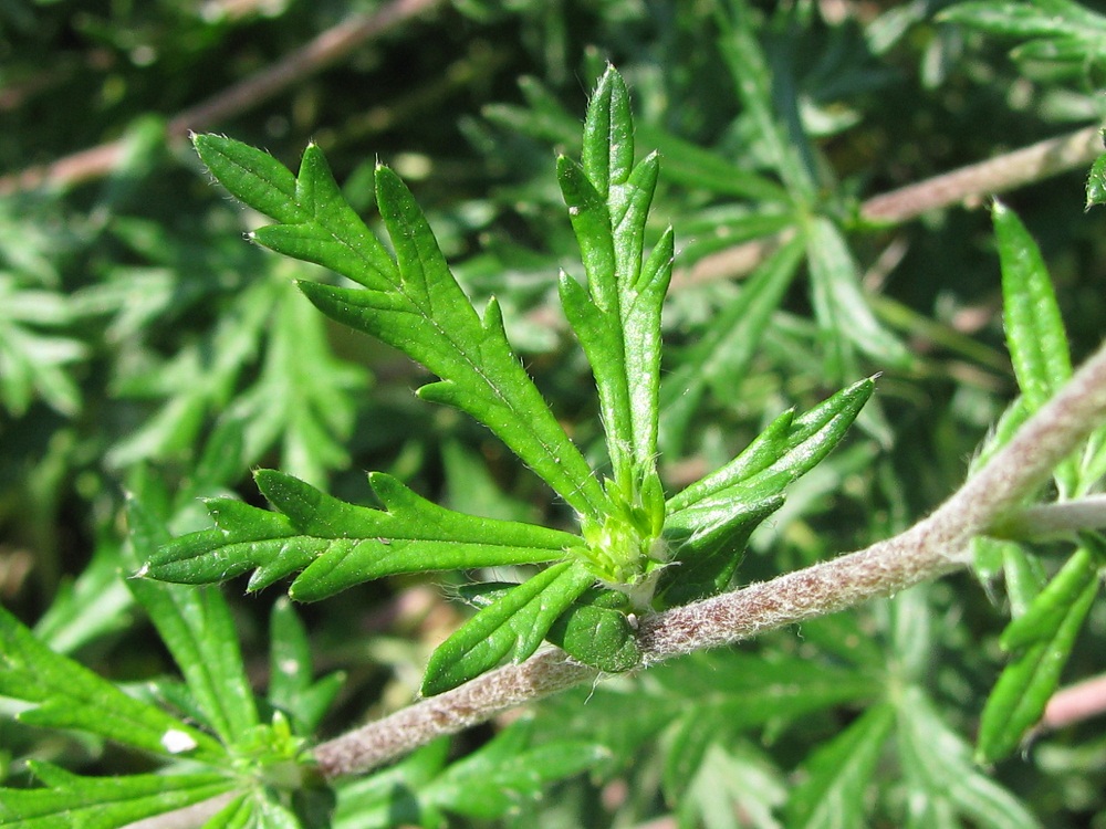 Изображение особи Potentilla argentea.