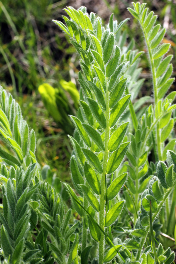 Image of Astragalus xipholobus specimen.