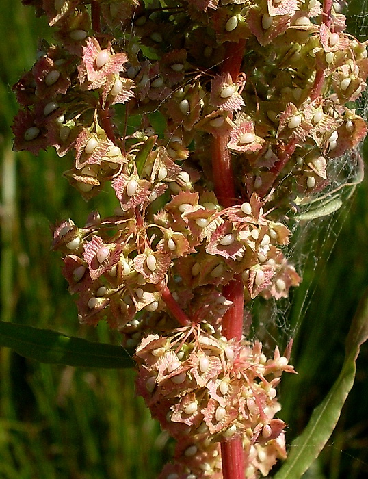 Изображение особи Rumex stenophyllus.