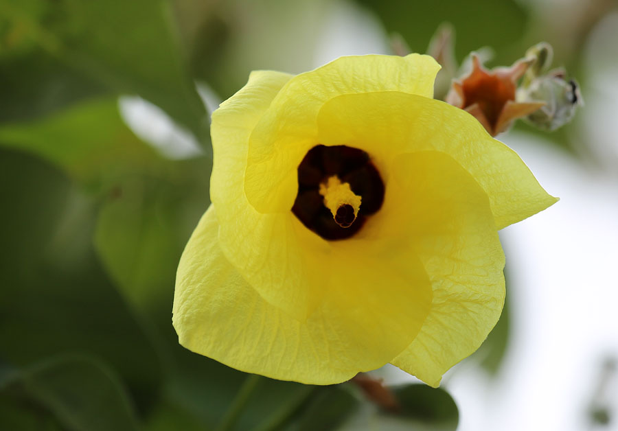 Изображение особи Hibiscus tiliaceus.