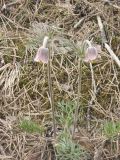 Pulsatilla pratensis