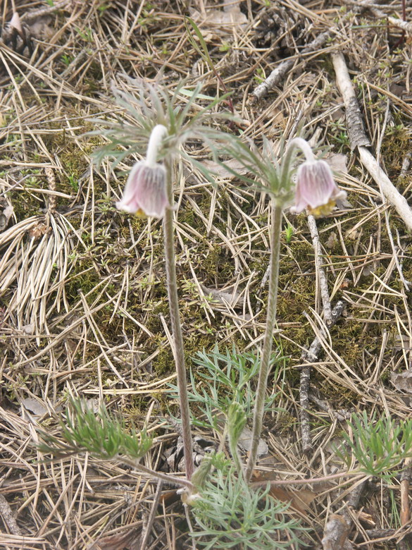 Image of Pulsatilla pratensis specimen.