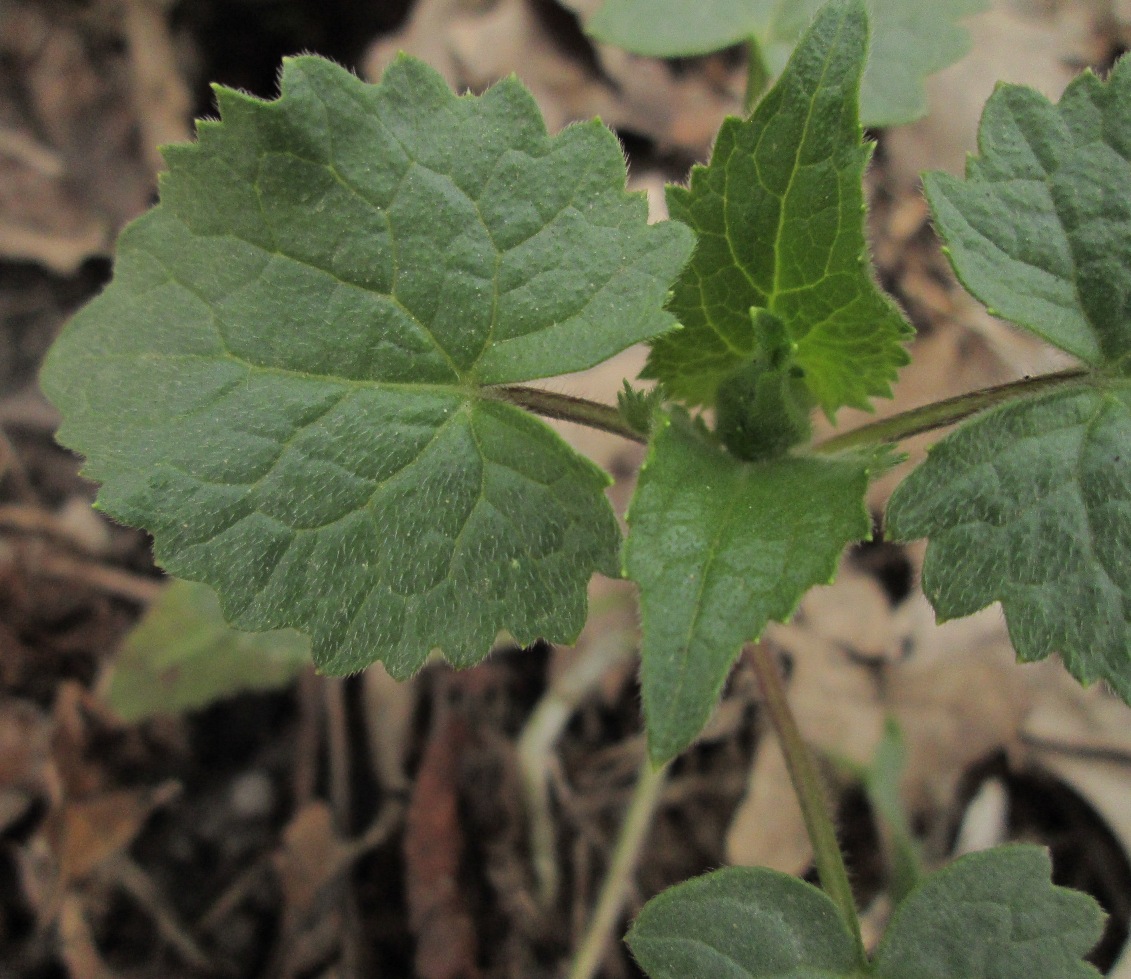 Изображение особи Lunaria annua.