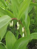 Polygonatum odoratum