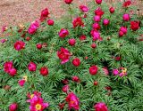 Paeonia × smouthii