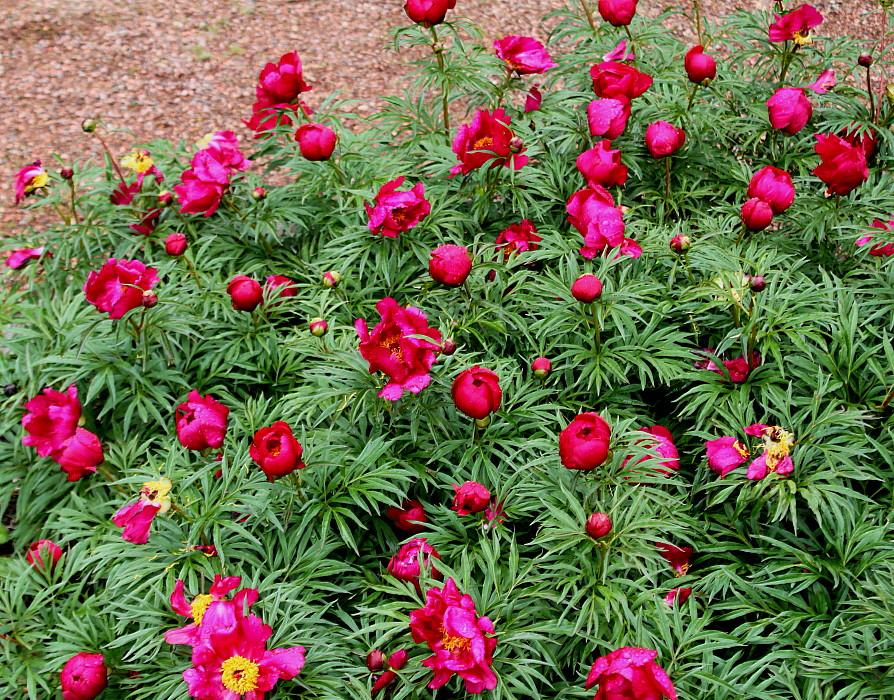 Изображение особи Paeonia &times; smouthii.