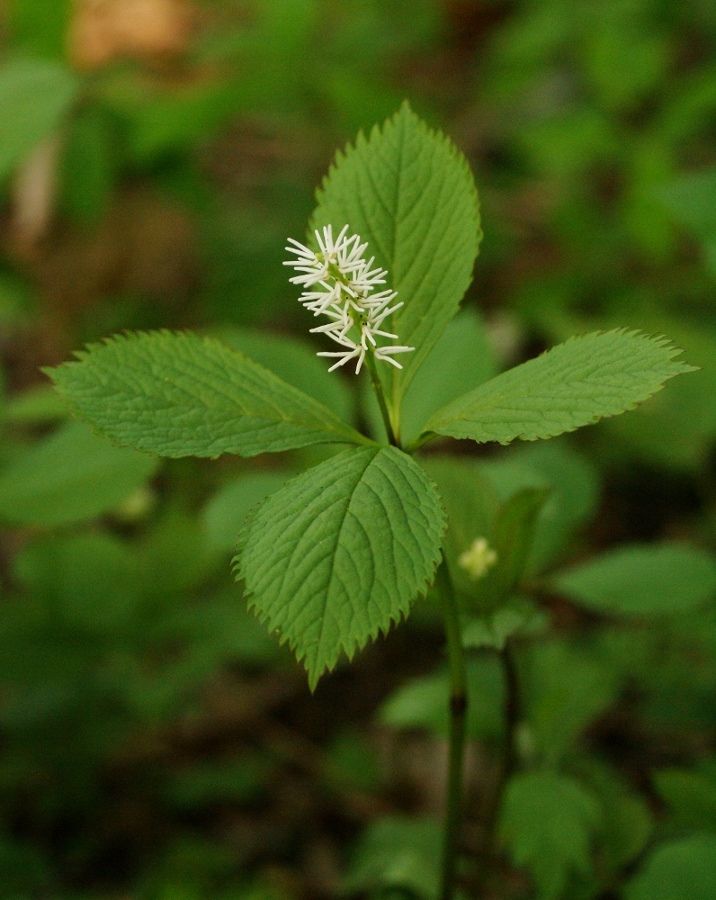 Image of Chloranthus quadrifolius specimen.