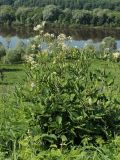 Clematis recta