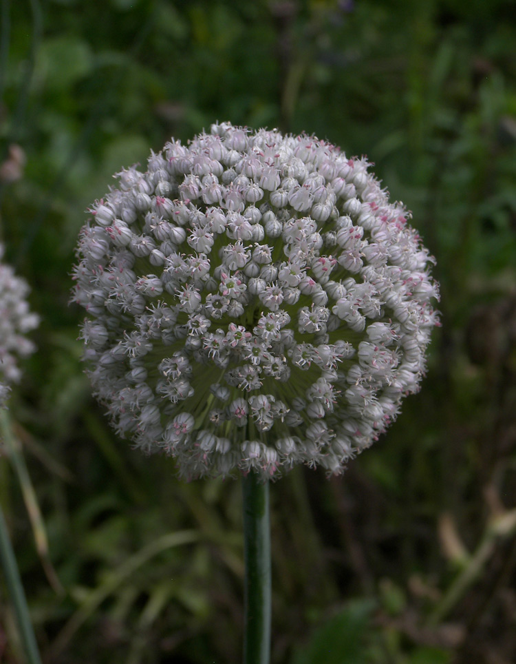 Изображение особи Allium porrum.