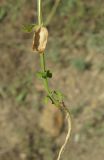 Centaurium pulchellum