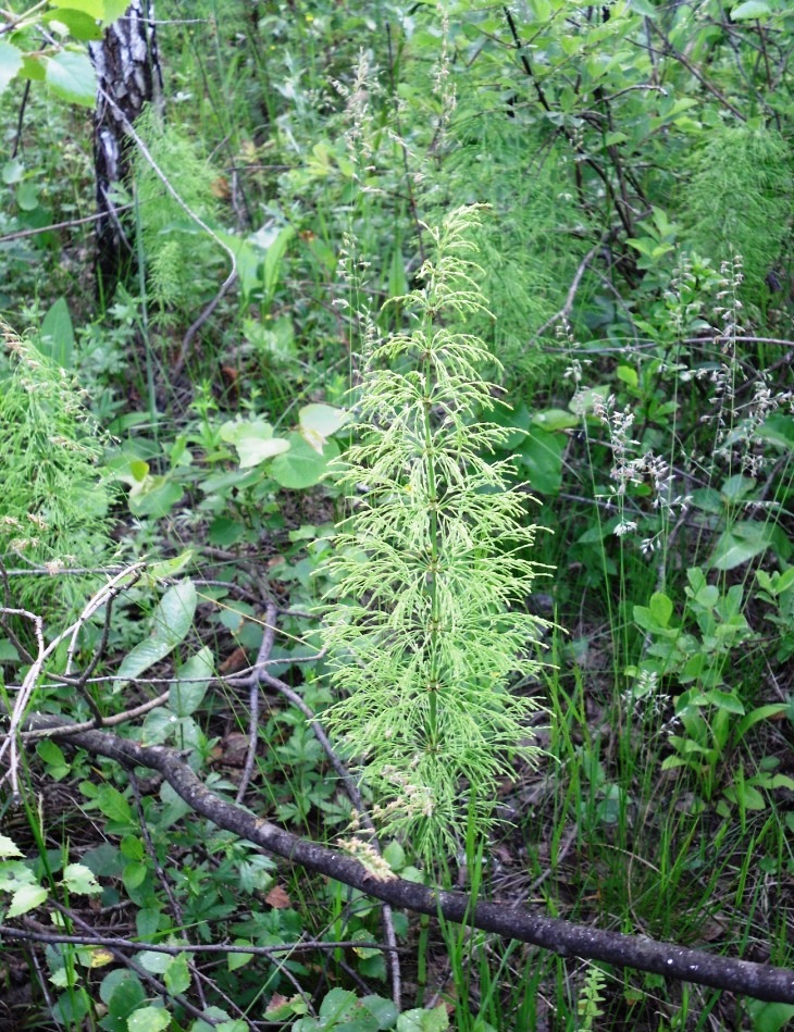 Изображение особи Equisetum sylvaticum.