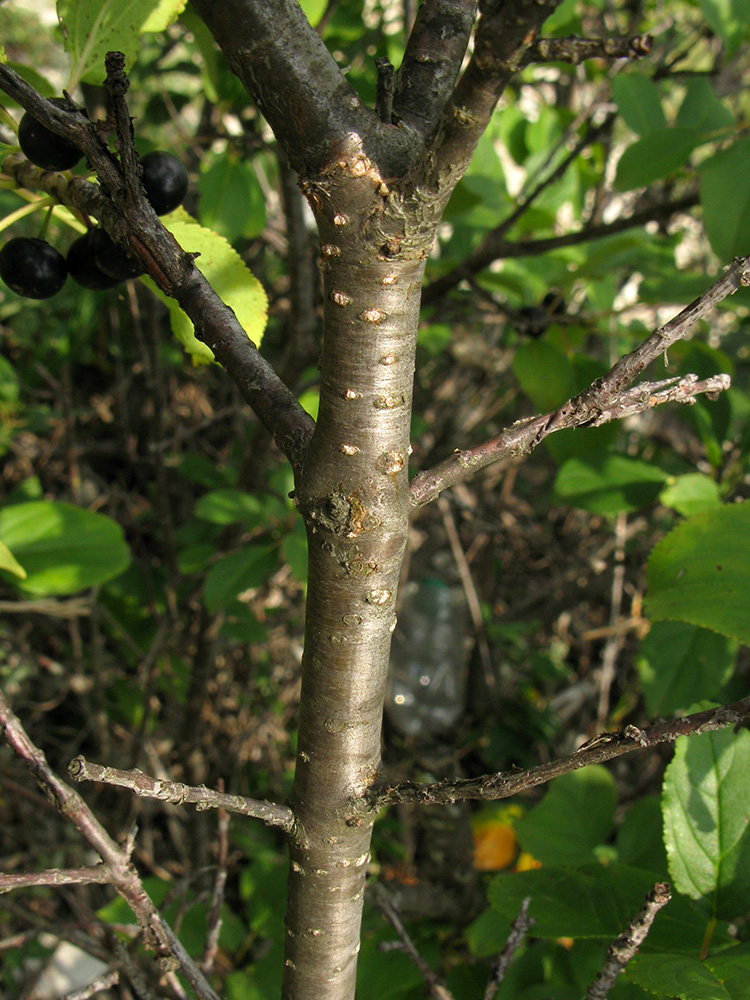 Изображение особи Rhamnus cathartica.