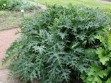 Acanthus spinosus