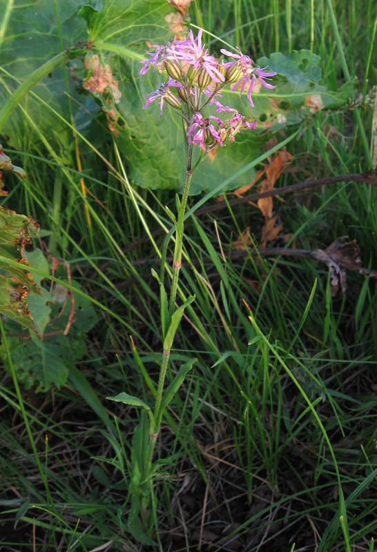 Изображение особи Coccyganthe flos-cuculi.