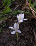 Crocus vallicola