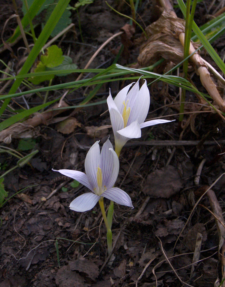 Изображение особи Crocus vallicola.