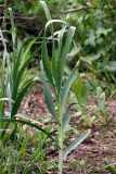 Allium drobovii