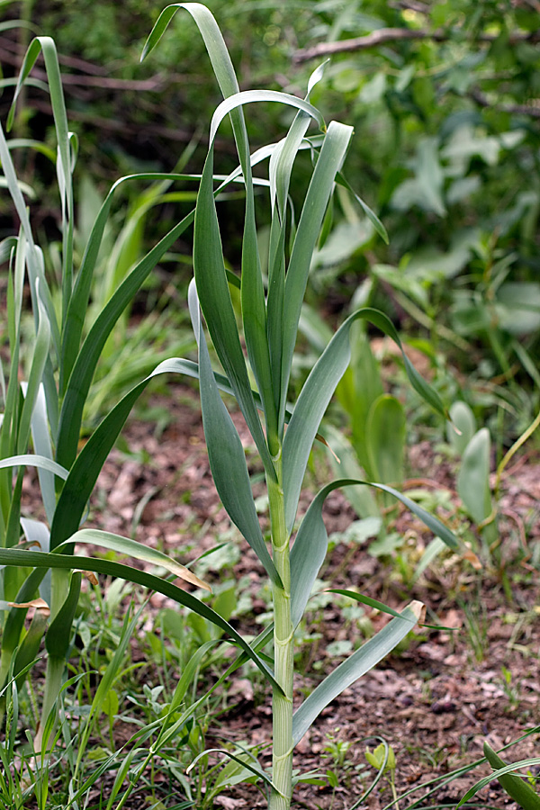 Image of Allium drobovii specimen.