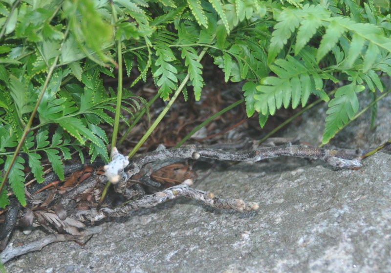 Image of Davallia denticulata specimen.