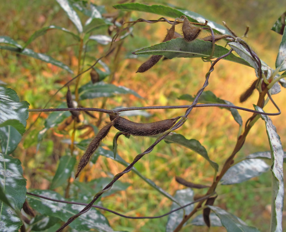 Изображение особи Glycine soja.