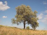 Elaeagnus angustifolia. Дерево с плодами. Западный Крым, окр. пос. Мирный. 21 сентября 2013 г.