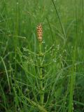 Equisetum palustre