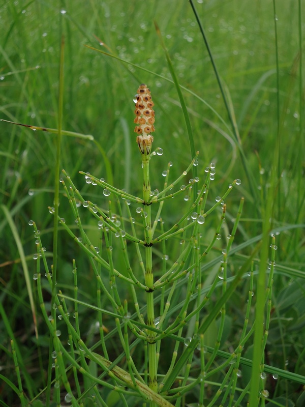 Изображение особи Equisetum palustre.