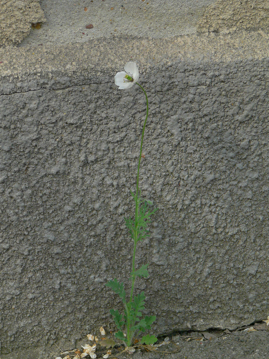 Изображение особи Papaver albiflorum.