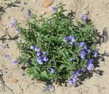Scutellaria scordiifolia