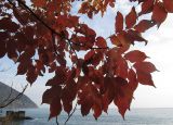 View full-size image Fraxinus ornus